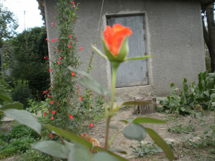 P9090318 - 2010 trandafiri