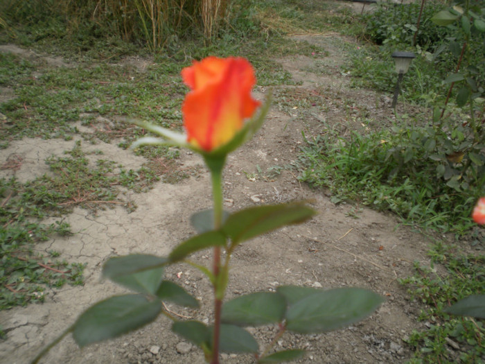P9090315 - 2010 trandafiri