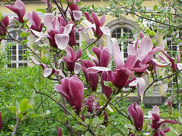 Magnolia_liliiflora2 - magnolie