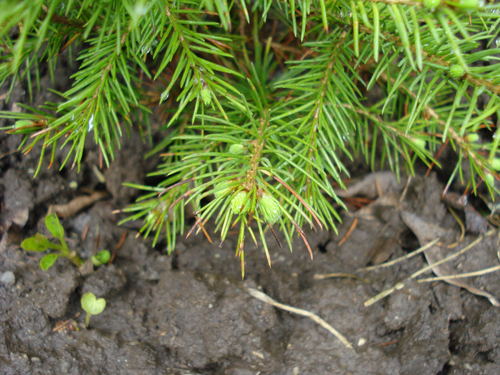 Picea abies, pui 13may2009