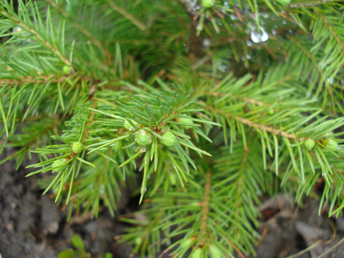 Picea abies, pui 13may2009 - Picea abies pui