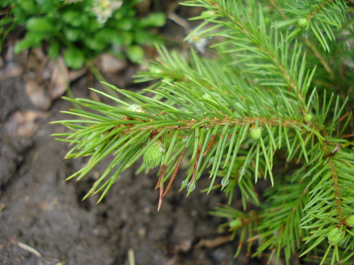 Picea abies, pui 13may2009