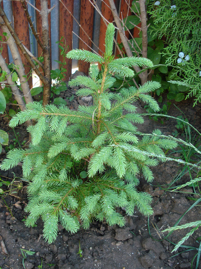 Picea abies, pui 07jun2009 - Picea abies pui