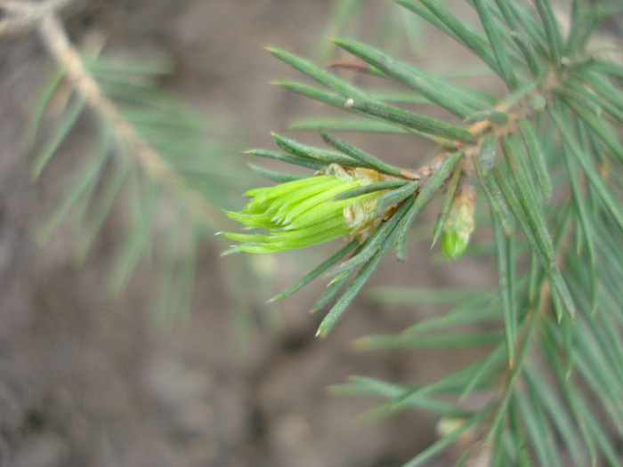 Picea abies, pui 25apr2010 - Picea abies pui