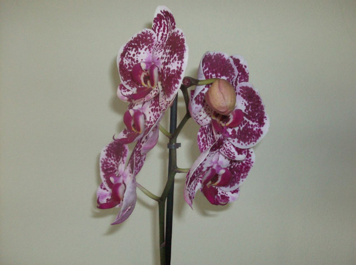 phalaenopsis