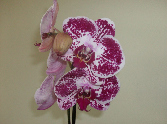 phalaenopsis - ORHIDEE