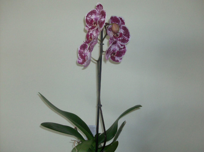 phalaenopsis - ORHIDEE