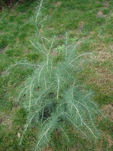 Cedrus deodara (2010, March 27) - Cedrus deodara 2010