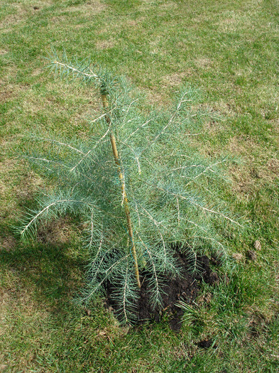 Cedrus deodara (2010, March 27) - Cedrus deodara 2010