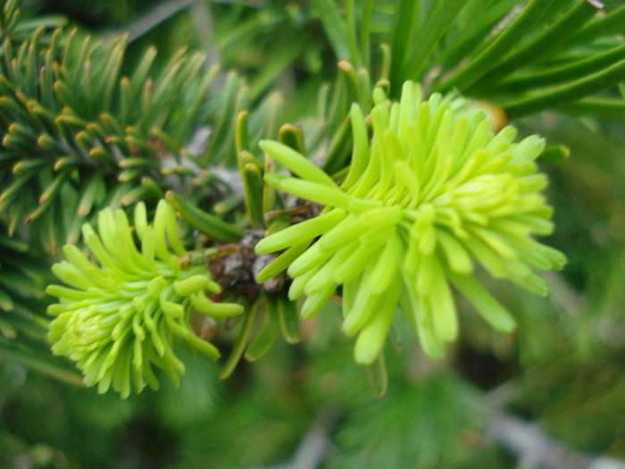 Abies nordmanniana (2011, May 01) - Abies nordmanniana