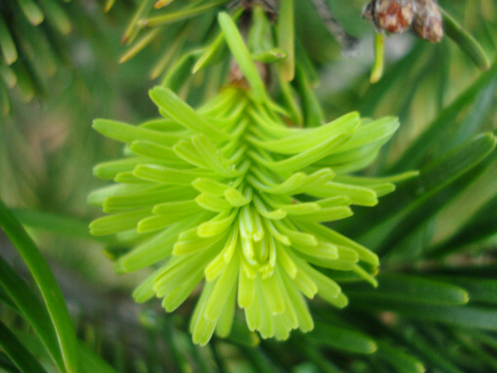 Abies nordmanniana (2011, May 01) - Abies nordmanniana