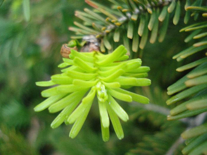 Abies nordmanniana (2011, May 01) - Abies nordmanniana