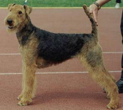 Airedale_Terrier - rase de caini