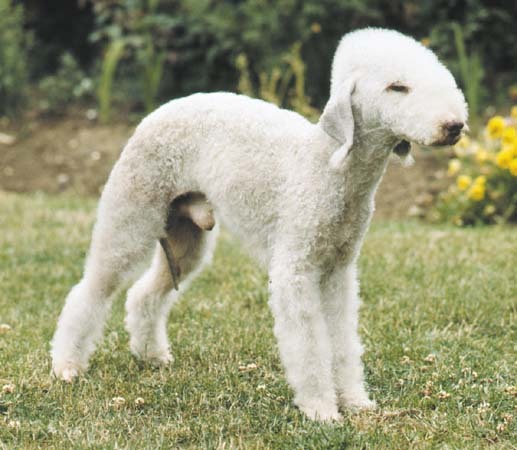 bedlington - rase de caini