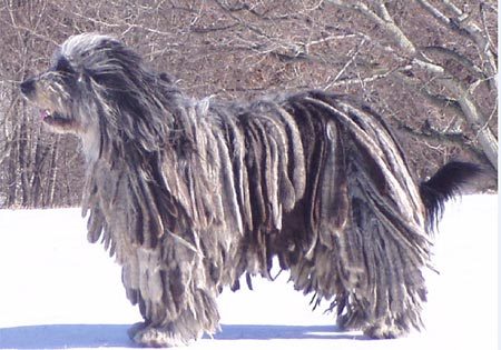 Bergamasco - rase de caini