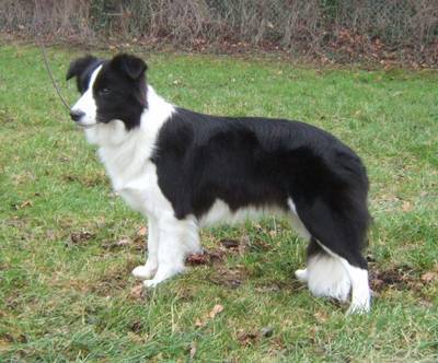 border-collie - rase de caini