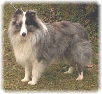 ciobanesc de shetland-sheltie