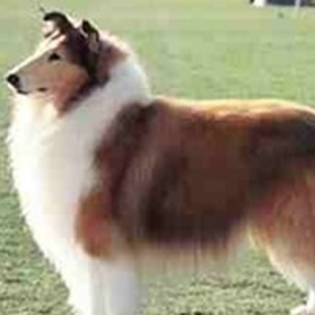 ciobanesc scotian collie