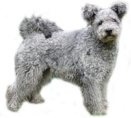 pumi