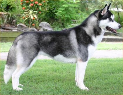 Siberian-Husky