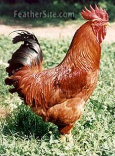 Gorria Basque - Basque Hen