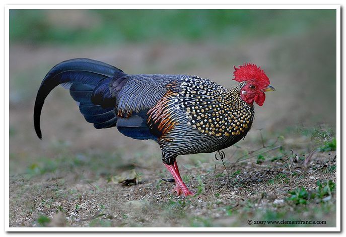 1 - Grey Junglefowl