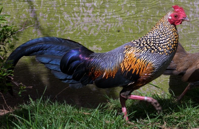 2 - Grey Junglefowl