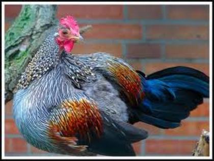 3 - Grey Junglefowl