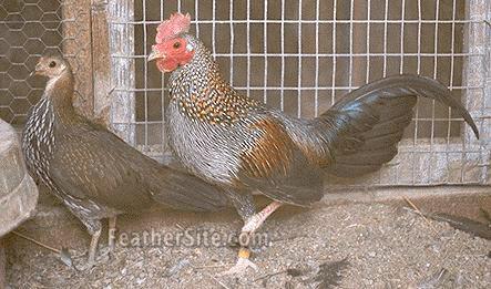 5 - Grey Junglefowl