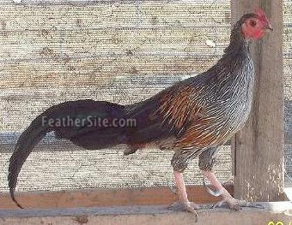 6 - Grey Junglefowl