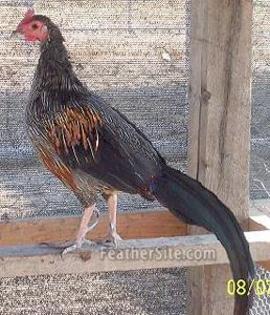 7 - Grey Junglefowl