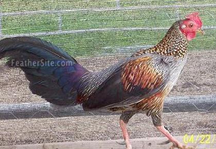 9 - Grey Junglefowl