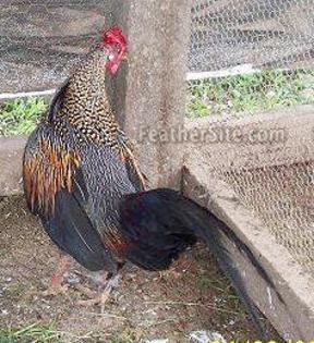 10 - Grey Junglefowl