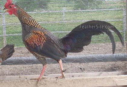 11 - Grey Junglefowl