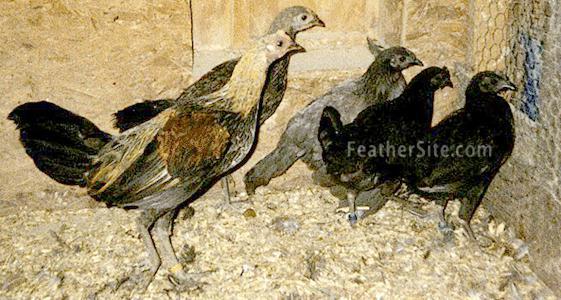 12 - Grey Junglefowl