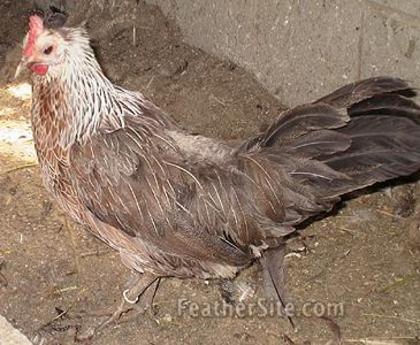 13 - Grey Junglefowl