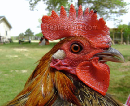 15 - Grey Junglefowl