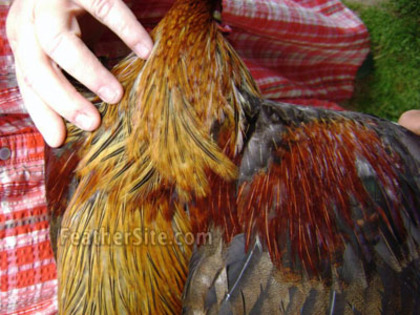 16 - Grey Junglefowl