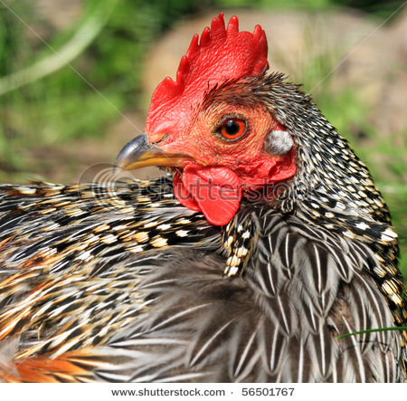 19 - Grey Junglefowl