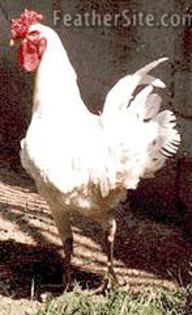 2 - Berat Fowl