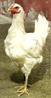 3 - Berat Fowl