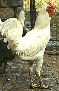 4 - Berat Fowl