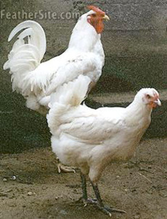 6 - Berat Fowl