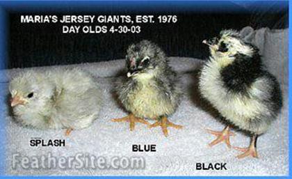 21 - Jersey Giants