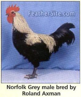 5 - Norfolk Grey