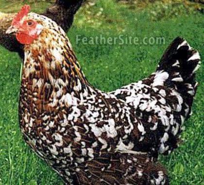 3 - Flower Hen