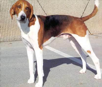 AmericanFoxhound2