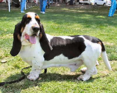 Basset Hound