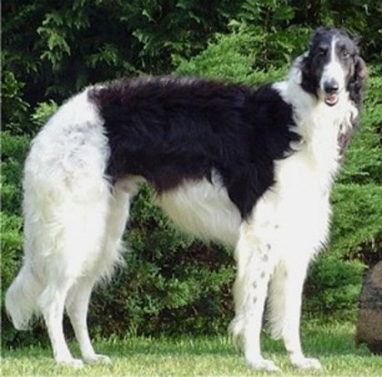 borzoi