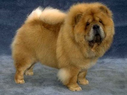 chow-chow